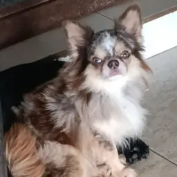 Chihuahua, pequines, spitz, york 😍