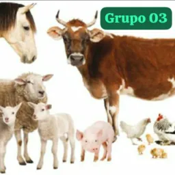 🐓🐕🐐Animais🐖🐄 vendas e trocas