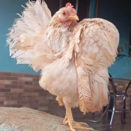 Vendas e rolos de aves Tatuí e região