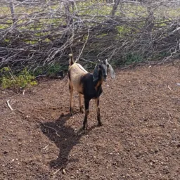 Rifa de uma marran 🐐