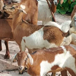 RIFA DE 2 CABRAS COM UMA CABRITA