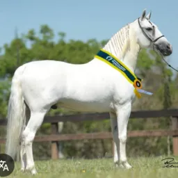 Troca e venda de cavalos 🐴traia para cavalos
