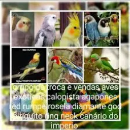 Só dobras phb