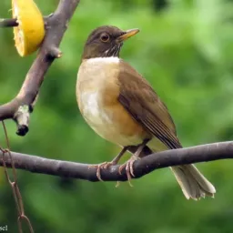 Troca e venda de pássaros pinda e regiao