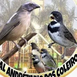 🦅 Pássaros #🦜Top Rolo Venda Rio de Janeiro🦜