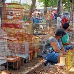 Feira da breganha 2025📲