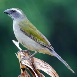 Criadores de Aves (PB) 🐦🦜