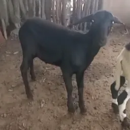 RIFA DE UM BORREGO SANTI INÊS 🍀