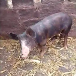 Rifa Fazenda Reis 👑