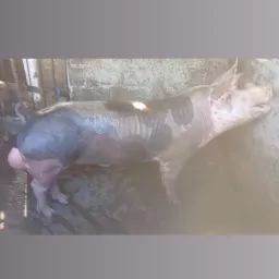 Granja Suinos Araújo 🐽🐷🐖