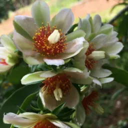 PLANTAS E UMA TERAPIA grupo de vendas e trocas de plantas