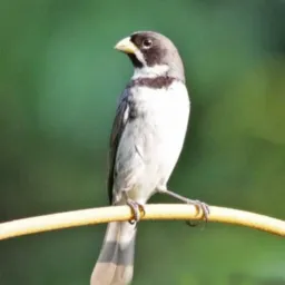 GP de. Aves e jaranbada jp