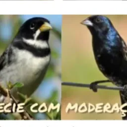 Coleiro azulão na catira juiz de fora chama
