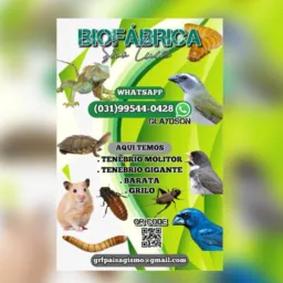 FÁBRICA DE INSETOS NO GERAL ENVIO 📦 IMEDIATO !