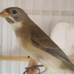 Venda e rolo SBC ,lik de grupo só posta sábado domingo posto na semana e removido 🐦⬛🐧