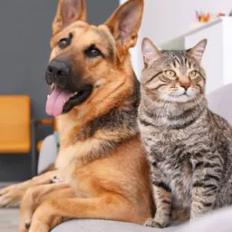 Cachorros e gatos, pouso redondo e região próxima.