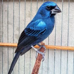 Pássaros