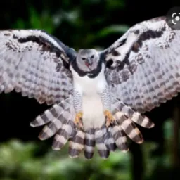 SÓ AVES DE ATE 150 🐦🐦 ACIMA DO VALOR É REMOVIDO