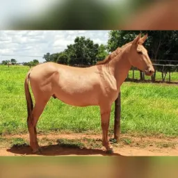 Rifa do burro Marlboro