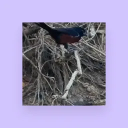 🚨 RIFA DA GAIOLA SEMI PADRÃO VALOR DO PONTO 25 REAIS RECOMPENSA PARA QUEM NÃO QUISER GAIOLA 400 PIX