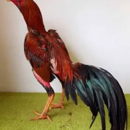 Raça Mura em todo Brasil🐓
