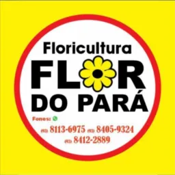 FL🌻R DO PARÁ OFICIAL