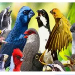 Grupo de pássaros