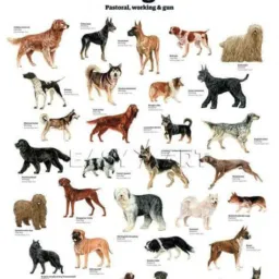 🚨🔎Baby dog trocas sp vale