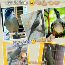 ~ SÓ TRINCA-FERRO$ TOP$ DE FIBRA🤩🐦