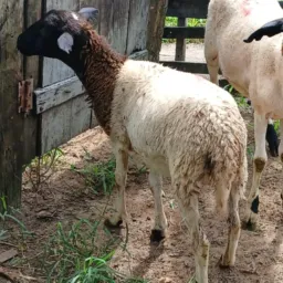 Rifa-se uma linda marran  luxo apenas 5 reais a dezena