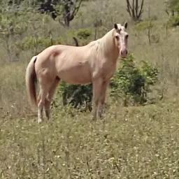 Rifa de um cavalo de caminhada 🏇🐴
