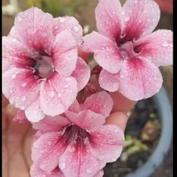 Troca vendas e doações d plantas🌺