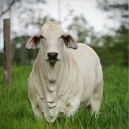 Venda de GADO SMA🤠🐮