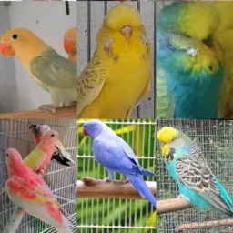 União nacional das aves exóticas de Salvador-Ba e todo o Brasil.