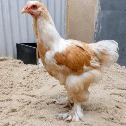 Vendas de aves e bichos RJ 🐓