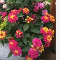 🌹Plantas Capanema e Região.