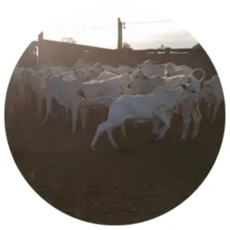 Grupo A Fazenda
