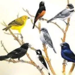 Grupo de trocas é vendas do jarbas 🕊️