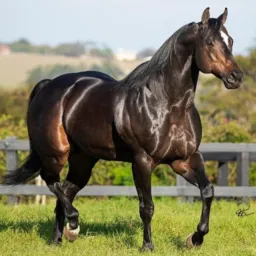 Compra e vendas de cavalos