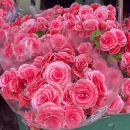 Floricultura São Pedro 🌷💐🌹