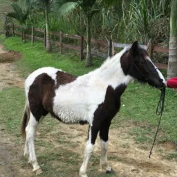 🐴🐴Assessoria Herdy Magalhães 🐴🐴