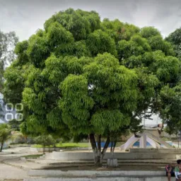 🔥Negócios e Vendas (15) Ur11 , Ur06, Ur05 Lagoa Encantada e Ibura .
