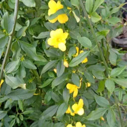 Só plantas trocas e vendas
