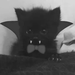 ⸝⸝┊ 🐈‍⬛ chat geral ˖ .