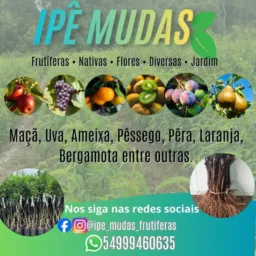 Ipê Mudas Frutíferas Flores Nativas Pátio Diversos 🌿🌴🌳🪴🍏🍎🍐🍊🍉🫐🍑🥭🥝Grupo 1