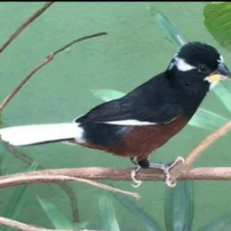 AMS CRIADORES DE CAPANEMA