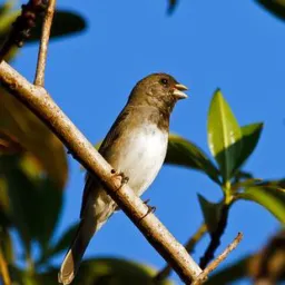 Rolo e venda recife casa amarela  e região 🐦