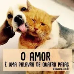 🇧🇷ANIMAIS DE ESTIMAÇÃO PARA DOAÇÃO NOVA FRIBURGO RJ E REGIÃO