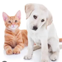 🏠AMIGOS DOS ANIMAIS DO NOSSO BAIRRO CAMPO BELO E ASSUNTOS EM GERAL 🔑🏠🛤️