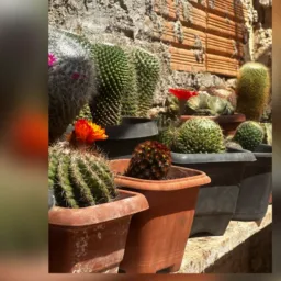 🪴🌵jardim em casa 🪴🌵grupo pra quem gosta de plantas